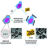Graphical abstract: Cancer cell–nanomaterial interface: role of geometry and surface charge of nanocomposites in the capture efficiency and cell viability