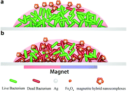Graphical abstract: Synthesis of magnetite hybrid nanocomplexes to eliminate bacteria and enhance biofilm disruption