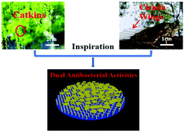 Graphical abstract: Cicada and catkin inspired dual biomimetic antibacterial structure for the surface modification of implant material