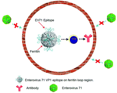 Graphical abstract: Ferritin nanocage-based antigen delivery nanoplatforms: epitope engineering for peptide vaccine design