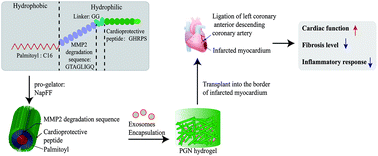 Graphical abstract: Human umbilical cord mesenchymal stem cell derived exosomes encapsulated in functional peptide hydrogels promote cardiac repair