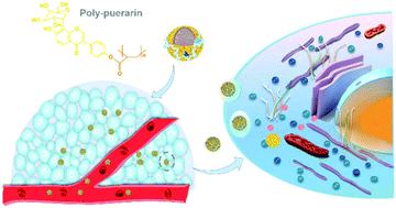Graphical abstract: Synthesis, characterization, and formulation of poly-puerarin as a biodegradable and biosafe drug delivery platform for anti-cancer therapy