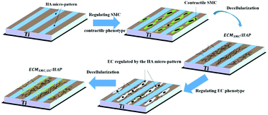 Graphical abstract: Nature-inspired extracellular matrix coating produced by micro-patterned smooth muscle and endothelial cells endows cardiovascular materials with better biocompatibility