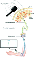 Graphical abstract: Enhancing the effects of transcranial magnetic stimulation with intravenously injected magnetic nanoparticles