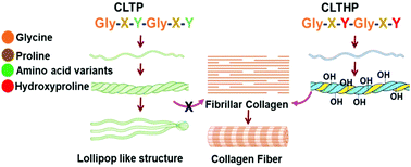 Graphical abstract: A self-assembly and higher order structure forming triple helical protein as a novel biomaterial for cell proliferation
