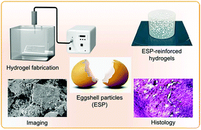 Graphical abstract: Eggshell particle-reinforced hydrogels for bone tissue engineering: an orthogonal approach