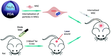 Graphical abstract: In vivo migration of Fe3O4@polydopamine nanoparticle-labeled mesenchymal stem cells to burn injury sites and their therapeutic effects in a rat model