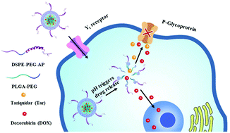Graphical abstract: A Y1 receptor ligand synergized with a P-glycoprotein inhibitor improves the therapeutic efficacy of multidrug resistant breast cancer