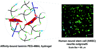 Graphical abstract: Engineering hydrogels with affinity-bound laminin as 3D neural stem cell culture systems