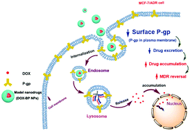 Graphical abstract: A new insight into the reversal of multidrug resistance in cancer by nanodrugs