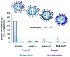 Graphical abstract: Evaluating liver uptake and distribution of different poly(2-methyl-2-oxazoline) modified lysine dendrimers following intravenous administration