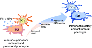Graphical abstract: Chitosan/poly(γ-glutamic acid) nanoparticles incorporating IFN-γ for immune response modulation in the context of colorectal cancer