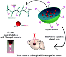 Graphical abstract: Dual-selective photodynamic therapy with a mitochondria-targeted photosensitizer and fiber optic cannula for malignant brain tumors