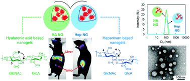 Graphical abstract: Heparosan as a potential alternative to hyaluronic acid for the design of biopolymer-based nanovectors for anticancer therapy