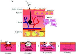 Graphical abstract: Biomaterials and controlled release strategy for epithelial wound healing