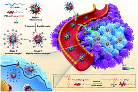 Graphical abstract: Nanocarriers responsive to a hypoxia gradient facilitate enhanced tumor penetration and improved anti-tumor efficacy