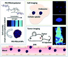 Graphical abstract: A non-conjugated polyethylenimine copolymer-based unorthodox nanoprobe for bioimaging and related mechanism exploration