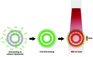 Graphical abstract: Indocyanine green binds to DOTAP liposomes for enhanced optical properties and tumor photoablation