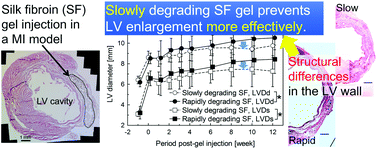 Graphical abstract: Biodegradation of injectable silk fibroin hydrogel prevents negative left ventricular remodeling after myocardial infarction