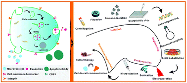 Graphical abstract: Cell derived extracellular vesicles: from isolation to functionalization and biomedical applications