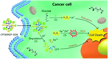 Graphical abstract: A cascade-reaction enabled synergistic cancer starvation/ROS-mediated/chemo-therapy with an enzyme modified Fe-based MOF