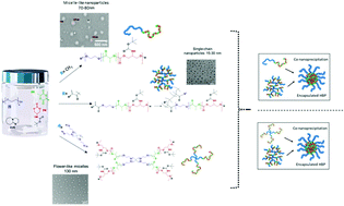 Graphical abstract: Amphiphilic tri- and tetra-block co-polymers combining versatile functionality with facile assembly into cytocompatible nanoparticles