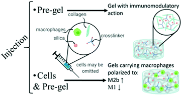 Graphical abstract: Development and characterization of an immunomodulatory and injectable system composed of collagen modified with trifunctional oligourethanes and silica