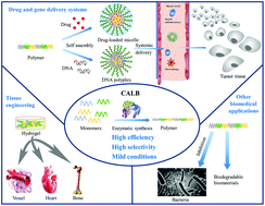 Graphical abstract: Immobilized Candida antarctica lipase B catalyzed synthesis of biodegradable polymers for biomedical applications