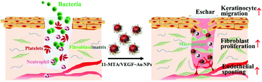 Graphical abstract: Dual-functional gold nanoparticles with antimicrobial and proangiogenic activities improve the healing of multidrug-resistant bacteria-infected wounds in diabetic mice