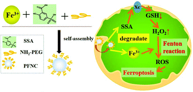Graphical abstract: Sulfosalicylic acid/Fe3+ based nanoscale coordination polymers for effective cancer therapy by the Fenton reaction: an inspiration for understanding the role of aspirin in the prevention of cancer