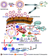 Graphical abstract: Transferrin-decorated thymoquinone-loaded PEG-PLGA nanoparticles exhibit anticarcinogenic effect in non-small cell lung carcinoma via the modulation of miR-34a and miR-16