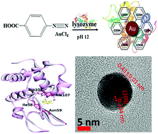 Graphical abstract: Green and cytocompatible carboxyl modified gold–lysozyme nanoantibacterial for combating multidrug-resistant superbugs