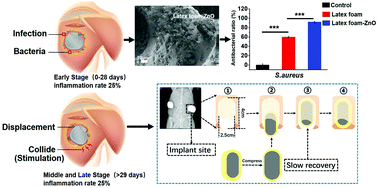 Graphical abstract: Latex and a ZnO-based multi-functional material for cardiac implant-related inflammation