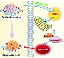 Graphical abstract: Selenium-doped hydroxyapatite biopapers with an anti-bone tumor effect by inducing apoptosis