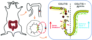 Graphical abstract: A new colitis therapy strategy via the target colonization of magnetic nanoparticle-internalized Roseburia intestinalis