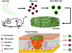 Graphical abstract: Polydopamine/puerarin nanoparticle-incorporated hybrid hydrogels for enhanced wound healing