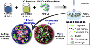 Graphical abstract: Silk fibroin-alginate based beads for human mesenchymal stem cell differentiation in 3D