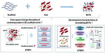 Graphical abstract: Cardiomyocyte dedifferentiation and remodeling in 3D scaffolds to generate the cellular diversity of engineering cardiac tissues