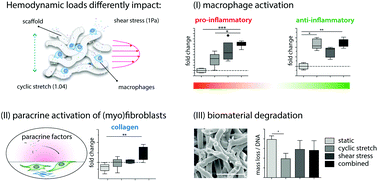 Graphical abstract: Hemodynamic loads distinctively impact the secretory profile of biomaterial-activated macrophages – implications for in situ vascular tissue engineering