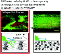 Graphical abstract: Differentiation of neural-type cells on multi-scale ordered collagen-silica bionanocomposites