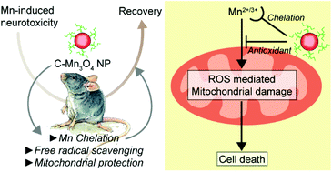 Graphical abstract: Manganese neurotoxicity: nano-oxide compensates for ion-damage in mammals