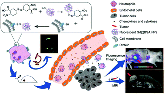 Graphical abstract: A highly sensitive living probe derived from nanoparticle-remodeled neutrophils for precision tumor imaging diagnosis