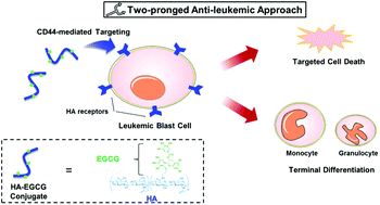 Graphical abstract: A two-pronged anti-leukemic agent based on a hyaluronic acid–green tea catechin conjugate for inducing targeted cell death and terminal differentiation