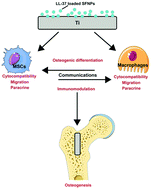 Graphical abstract: Regulation of MSC and macrophage functions in bone healing by peptide LL-37-loaded silk fibroin nanoparticles on a titanium surface