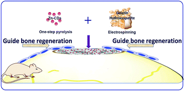 Graphical abstract: Osteogenic potential of Zn2+-passivated carbon dots for bone regeneration in vivo