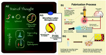 Graphical abstract: 3D biofabrication of microfiber-laden minispheroids: a facile 3D cell co-culturing system