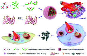 Graphical abstract: A near infrared light-triggered human serum albumin drug delivery system with coordination bonding of indocyanine green and cisplatin for targeting photochemistry therapy against oral squamous cell cancer
