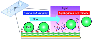 Graphical abstract: Photo-responsive materials with strong cell trapping ability for light-guided manipulation of nonadherent cells