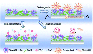 Graphical abstract: Promotion of the osteogenic activity of an antibacterial polyaniline coating by electrical stimulation