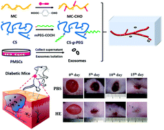 Graphical abstract: The fabrication of a highly efficient self-healing hydrogel from natural biopolymers loaded with exosomes for the synergistic promotion of severe wound healing